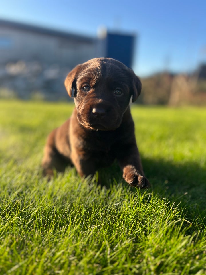 Labrador Retriever