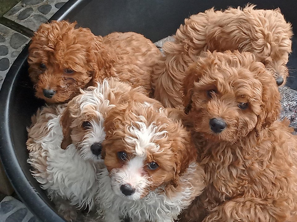 Cavapoo, hvalpe, 12 uger