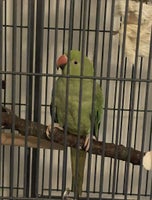 Papegøje, 2 år