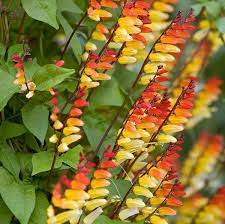 Firecracker *1642, frø, Mina Lobata