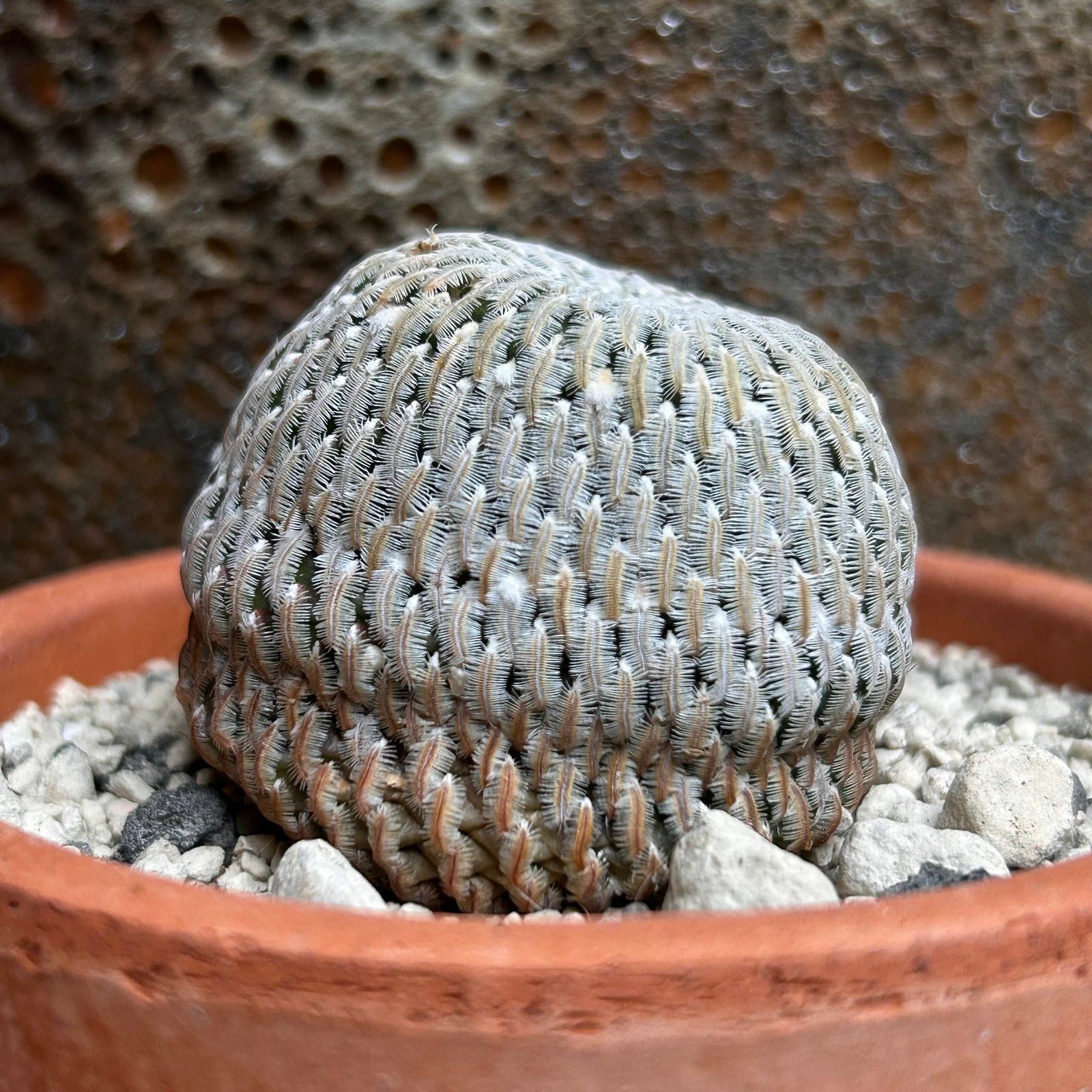 Kaktus, Turbinicarpus pseudopectinatus