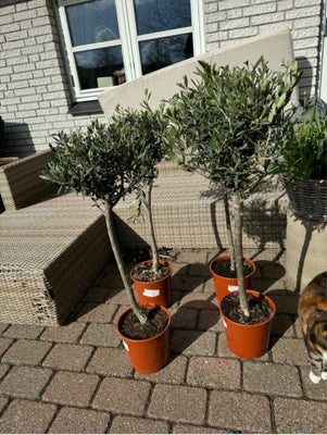 Oliventræ, Olea Europaea, Super flotte oliventræer der tåler ned til -10 grader og kan derfor stå ud