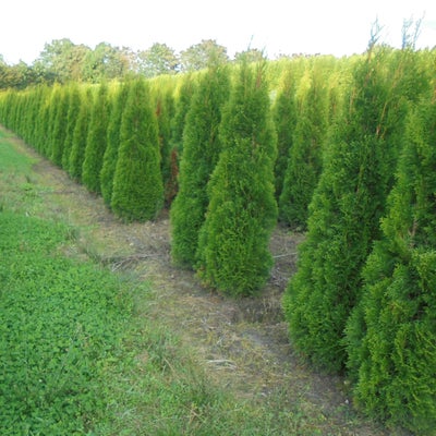 Danskproducerede Thuja til hæk 150-175 cm., Thuja occ. 'Smaragd', Stedsegrøn hækplante der kan blive