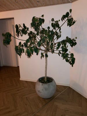 Paraplytræ, Stor plante sælges (ca. 220 cm højde), krukken medfølges.
Prisen er fast.