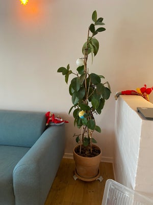 Gummi plante , Gummiplante, Sælger gummi plante/træ ca 160 cm høj. Sælges uden potte 