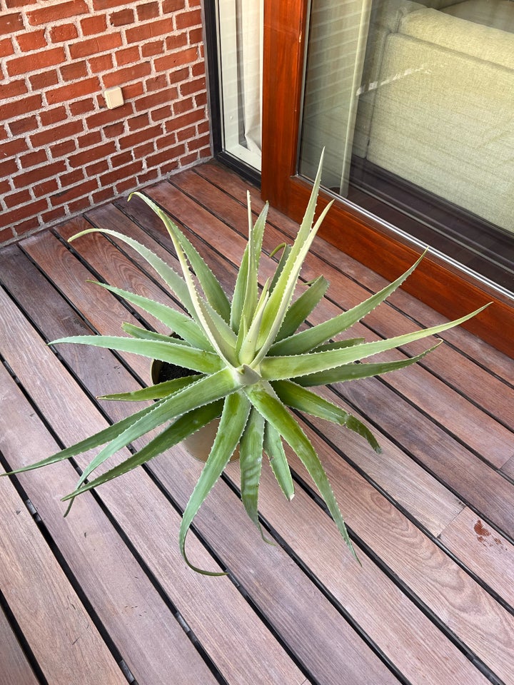 Aloe Vera