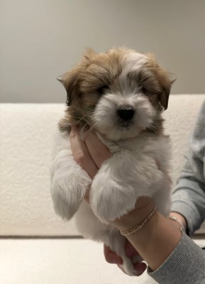 Coton de Tulear , hvalpe, 7 uger , salgklar 12/12-23, 2 dejlige piger af racen Coton de Tulear er kl