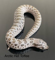 Slange, Arctic Trynesnog