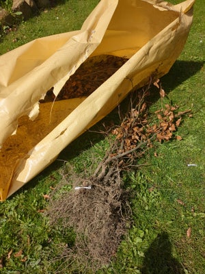 Bøgehæk 80-100 cm, 12 styk, skal plantes så hurtigt som muligt