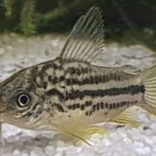 Corydoras Napoensis, 20 stk.