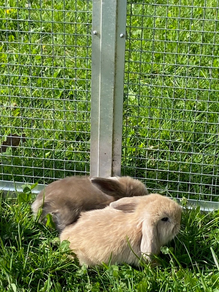 Mini-Lop kanin unger