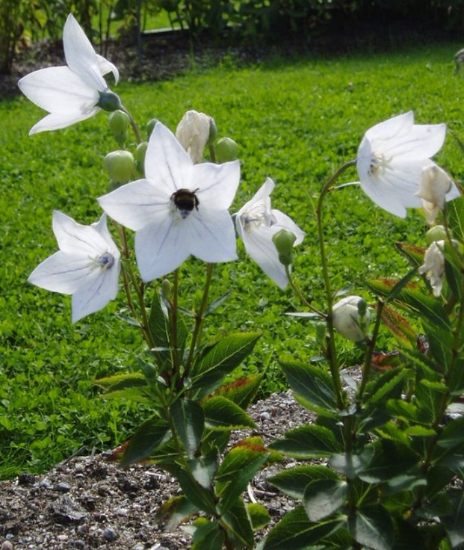 Ballonklokke hvid *2011, frø, Platycodon Grandiflorus