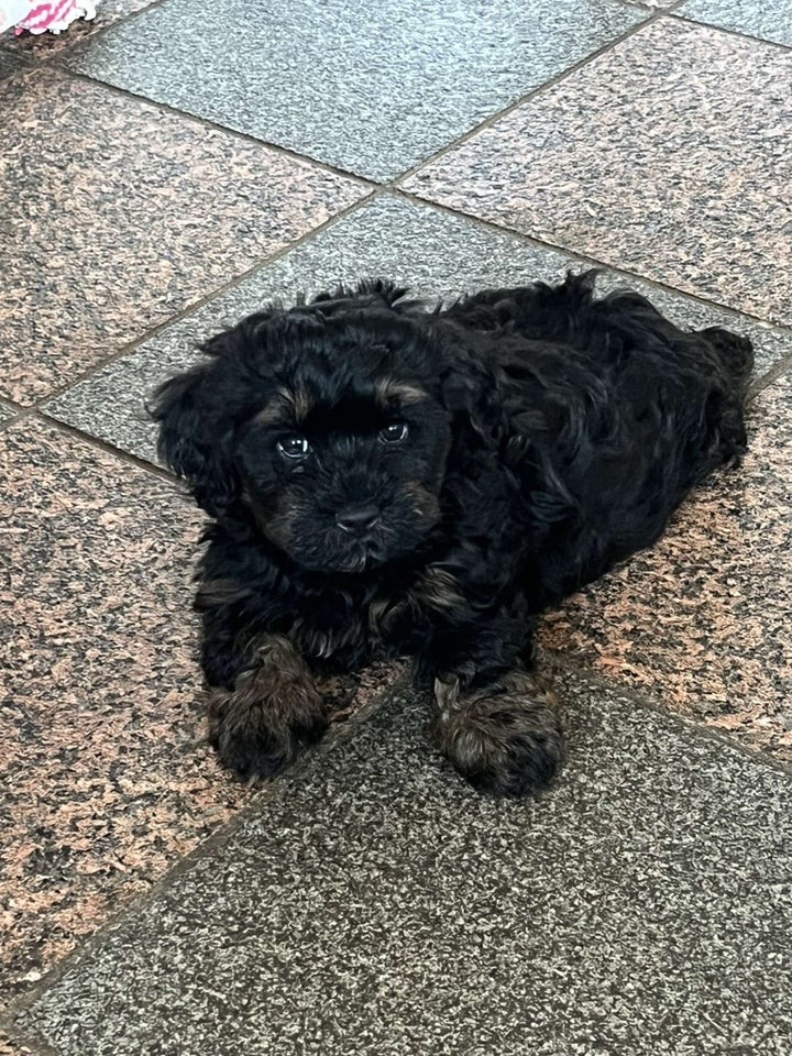 Bichon Havanais, hanhund, hvalp