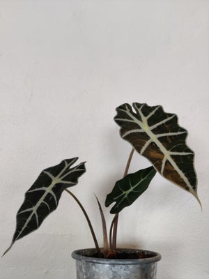 Stueplante, Alocasia amazonica, Sælges uden urtepotteskjuler. Største blad måler 18 cm. 