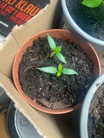 “Dulce Sol” 2 x chili planter