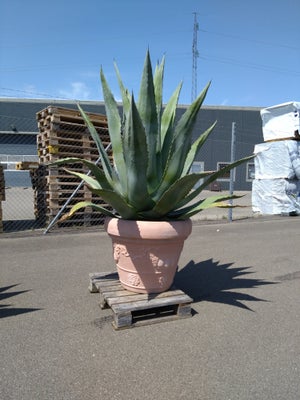Kaktusser, Agave, To styk 19 år gamle Agave kaktusser sælges, 4000 kr Pr. Stk