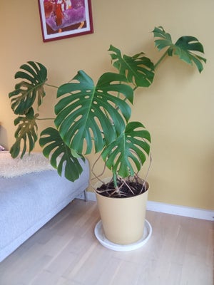 Plante , Monstera, Ca. 5 år gammel Monstera. Trives.
Potte og underskål medfølger ikke. 