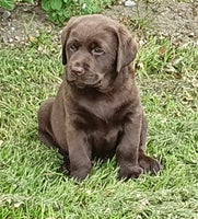 Brun Labrador, hvalpe, 1 uge