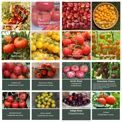 Tomatfrø - 10 Mange forskellige sorter, 12 poser for 100kr, 5 poser med tomatfrø for 50kr, 12 poser 