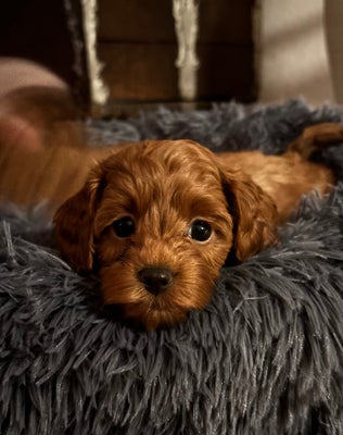 Cavapoo hvalpe