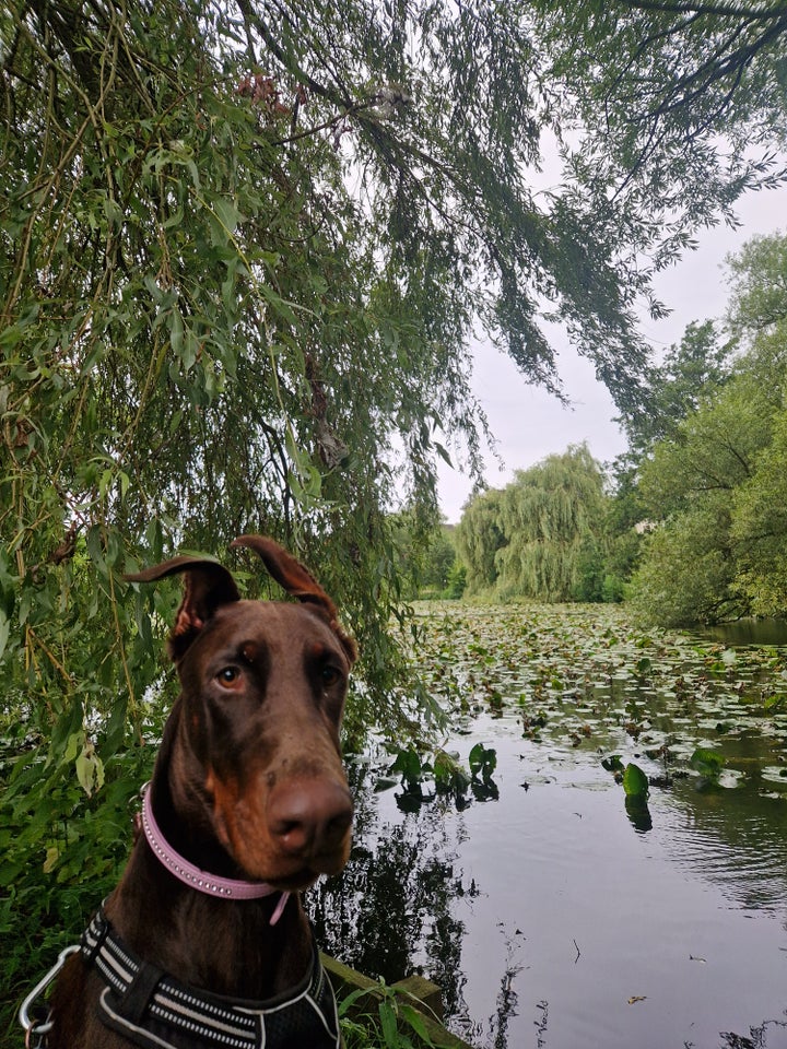 Dobermann