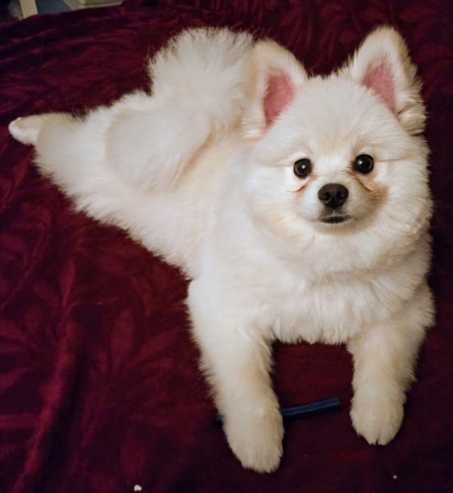 Pomeranian