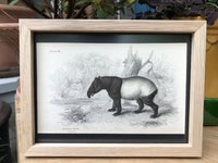 Tryk fra 1843, Sir William Jardine, motiv: Tapir