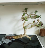 Krukker, Plante., Bonsai.