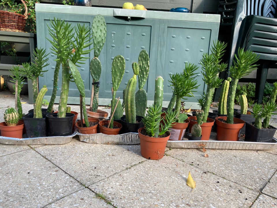 kaktus, forskellige slags