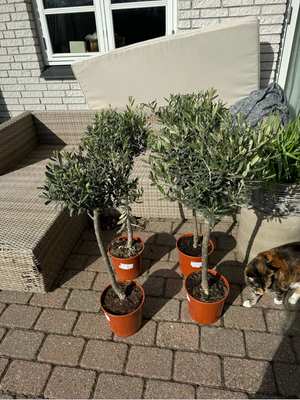 Oliventræ, Olea Europaea, Super flotte oliventræer der tåler ned til -10 grader og kan derfor stå ud