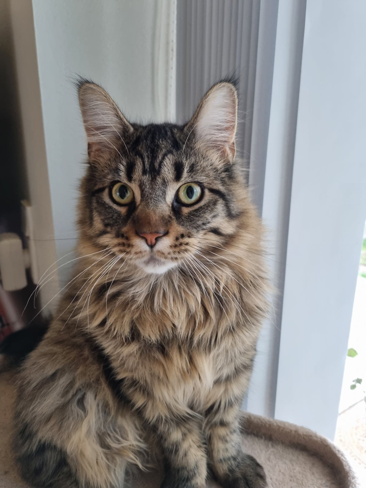 Maine Coon, hankilling, 10 mdr.