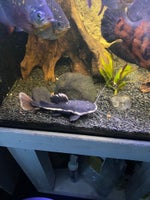Rødhalet malle - Redtail chatfish