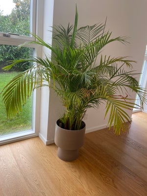 Bjergpalme, DYPSIS LUTESCENS, Bjergpalme i potte.

Sælges uden potteskjuler/blomsterkrukke.