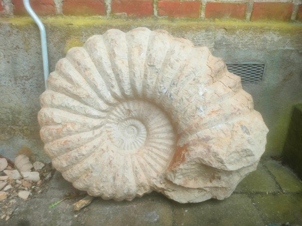 Andre samleobjekter, Kæmpe Ammonit