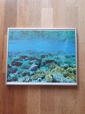 Plakat/foto i metal-ramme, motiv: Undervandsbillede, b: 36 h: 29, 

Undervandsbillede af koralrevet 