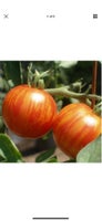 Tomat - Tigerella - 10frø