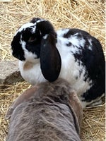 Kanin, Fransk Vædder, 4 år