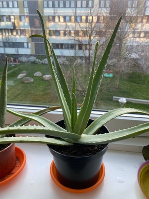 Aloe Vera, Sukkulent, Sælges for 30 kr pr. plante. Planten trives i lys og solrig sted. Kan ikke tål