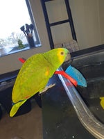Papegøje, Blå pandet Amazone papegøje, 10 år