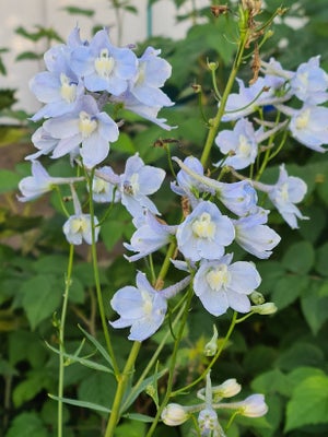Frø, Ridderspore, lyseblå, Staude.
Ca. 1,5 m høj med smukke, enkle blomster i sart lyseblå.
Forspire