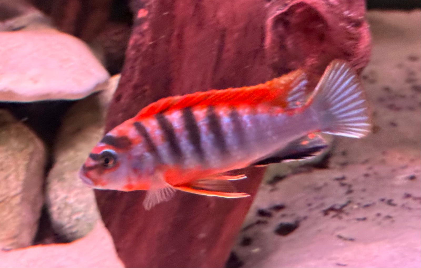 Labidochromis sp. Red top hongi malawi cichlider