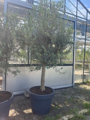 Oliventræ, Olea europaea, Super lækre oliventræer.
Træer i højeste kvalitet, meget hårdføre.
Kom og 