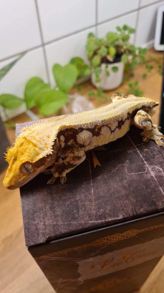 Gekko, Kronegekko