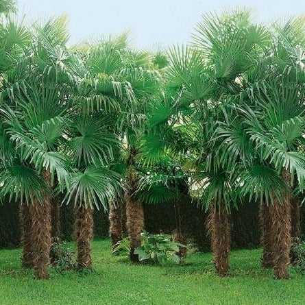 Palmer, Trachycarpus fortunei