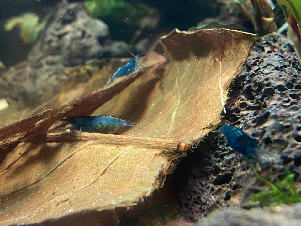 Neocaridina blue dream