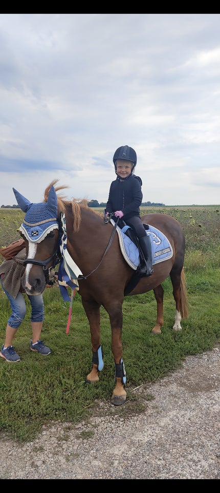 Anden race, hoppe, 14 år