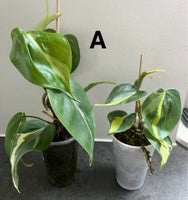 Stueplante, Philodendron