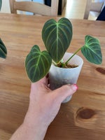 Stueplanter, Philodendron
