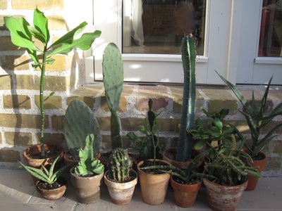 Kaktus, Kaktus 12 stk i patinere lerpotter uden underskåle, Tynder i kaktus samlingen. (LÆS TEKST) p