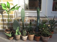 Kaktus, Kaktus 12 stk i patinere lerpotter uden underskåle